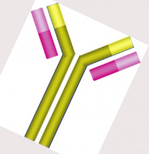 antibody An antibody.