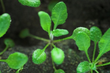 Seedling Plant