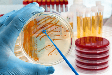 Cell Culture Products